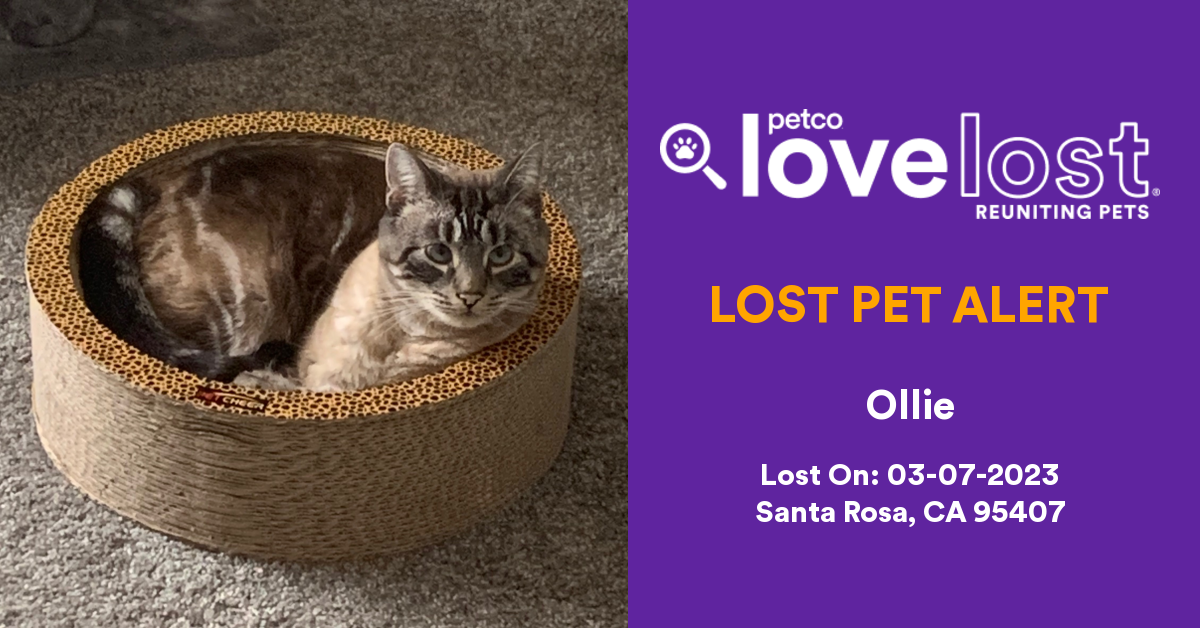 Reported Pet Santa Rosa, CA 95407 Petco Love Lost